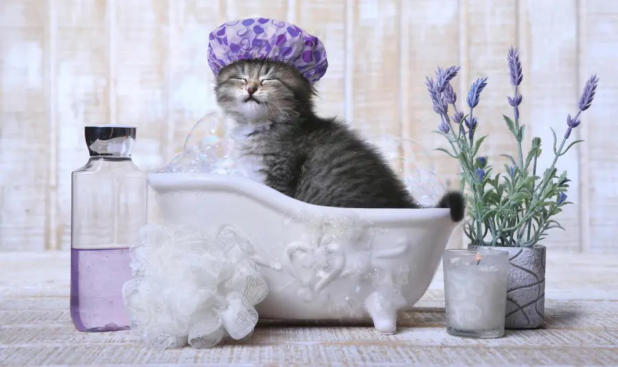 Come lavare un gatto: step da seguire e consigli