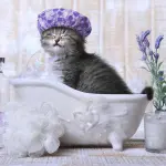 Come lavare un gatto: step da seguire e consigli