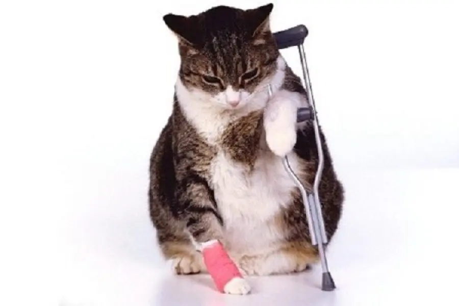 Assicurazione gatto: consigli, quanto costa e cosa copre