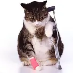 Assicurazione gatto: consigli, quanto costa e cosa copre