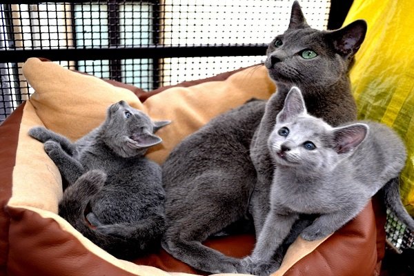Gatto Blu di Russia: carattere e prezzo