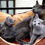 Gatto Blu di Russia: carattere e prezzo