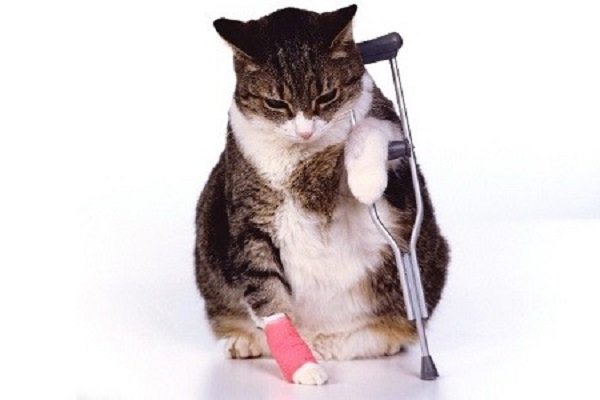 Assicurazione gatto: consigli, quanto costa e cosa copre