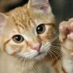 Declawing gatti, una pratica crudele ma legale