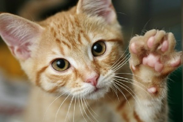 Declawing gatti, una pratica crudele ma legale