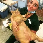 Gatto di 16 chili cerca l’amore della sua vita