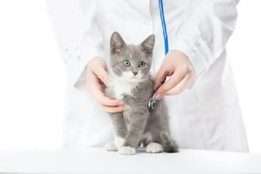 Castrazione e sterilizzazione gatto, pro e contro