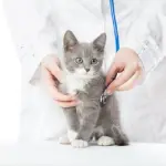 Castrazione e sterilizzazione gatto, pro e contro