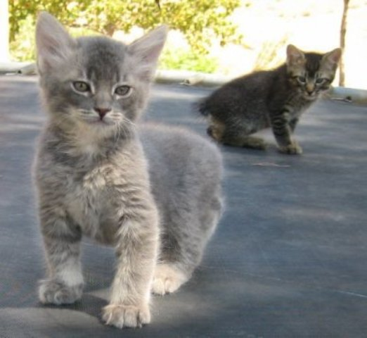 Gatto Manx: carattere e prezzo