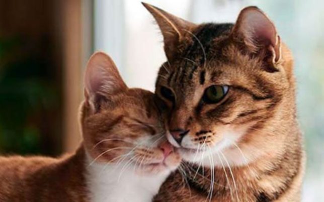 Differenze gatto maschio e femmina: come riconoscerli?