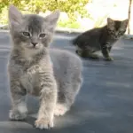 Gatto Manx: carattere e prezzo