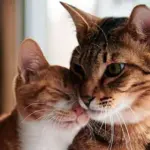 Differenze gatto maschio e femmina: come riconoscerli?