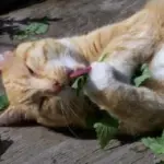 Erba gatta: benefici, effetti e proprietà della nepeta cataria per il gatto