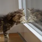 Puntatore laser intelligente per far giocare i gatti, ecco Felik su Kickstarter