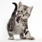 Gatto American Shorthair: carattere e prezzo