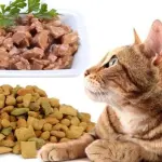 Alimentazione gatto: cibo secco, cibo umido o fatto in casa?