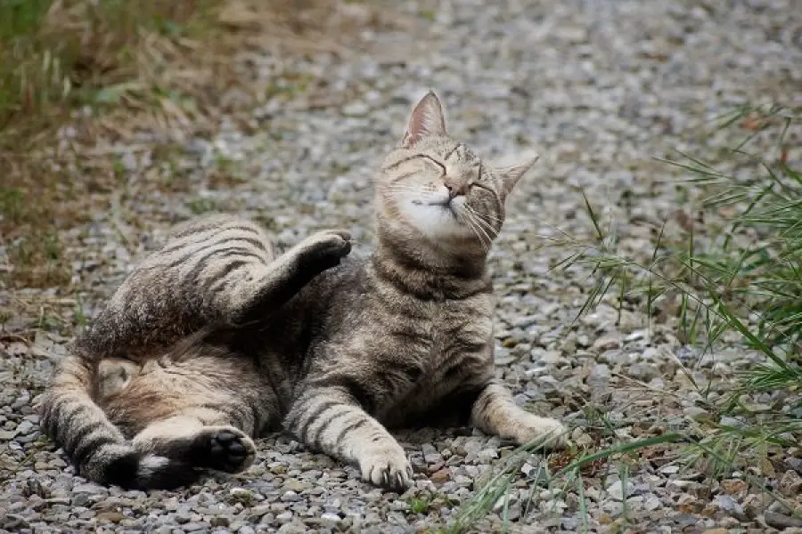 Antiparassitari gatti e gattini, tutti i rimedi contro pulci e zecche