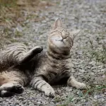 Antiparassitari gatti e gattini, tutti i rimedi contro pulci e zecche