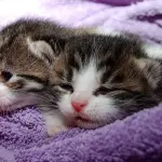 Dieta vegana per il gatto, bocciate le nuove tendenze per gli amici a quattro zampe