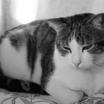 Gatti che salvano la vita, il caso di Josh Marino