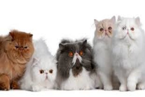 Gatto Persiano: carattere e prezzo