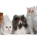 Gatto Persiano: carattere e prezzo