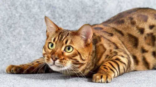 Gatto del Bengala (Bengal): carattere e prezzo