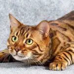 Gatto del Bengala (Bengal): carattere e prezzo