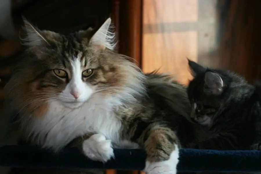 Gatto Norvegese: carattere e prezzo