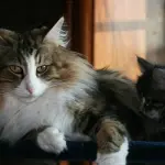 Gatto Norvegese: carattere e prezzo