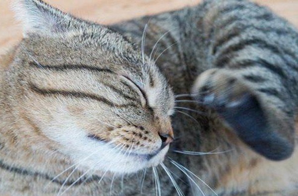 Come trattare le pulci nel gatto: tutto quello che dovresti sapere