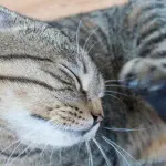 Come trattare le pulci nel gatto: tutto quello che dovresti sapere