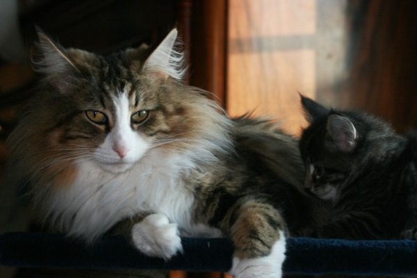 Gatto Norvegese: carattere e prezzo