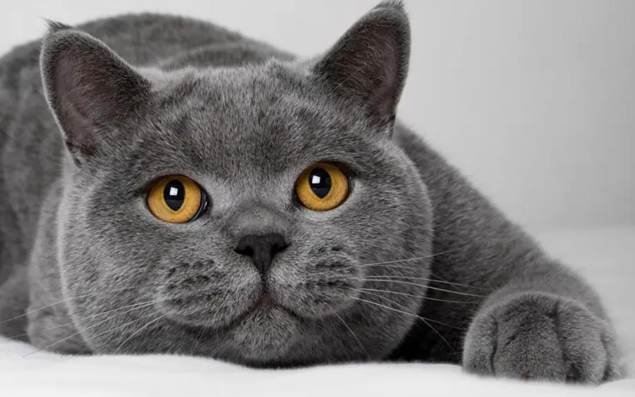 Gatto British Shorthair: carattere e prezzo
