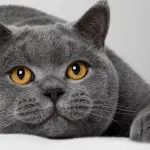 Gatto British Shorthair: carattere e prezzo