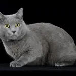 Gatto Certosino: carattere e prezzo