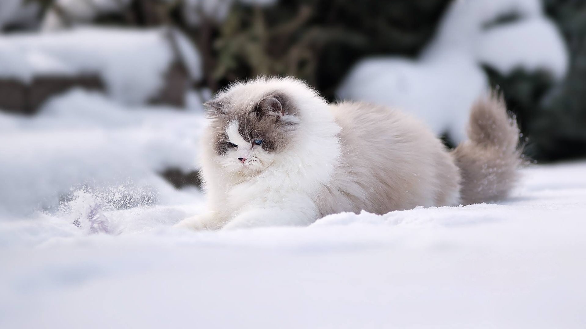 Gatto Ragdoll: carattere e prezzo