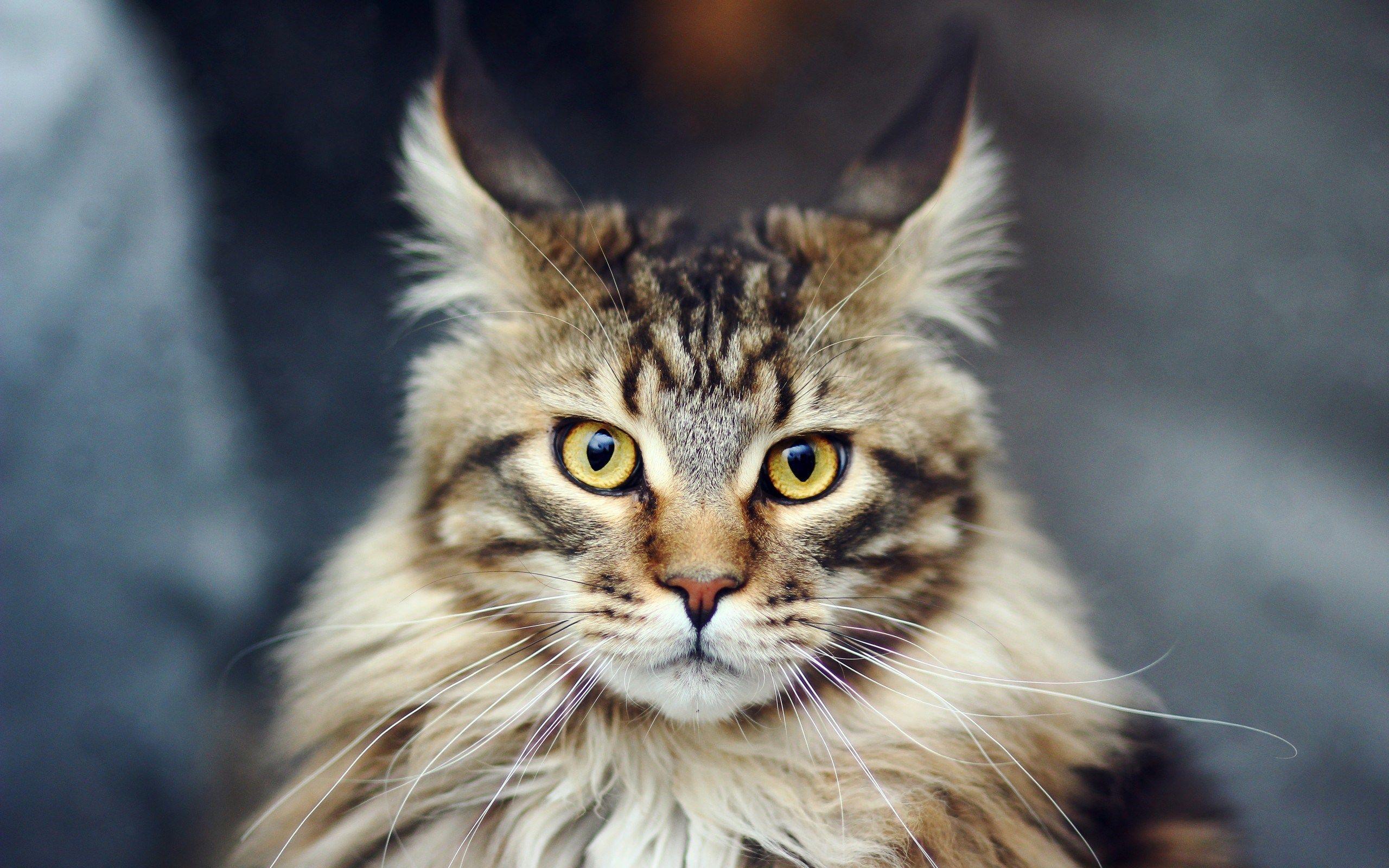 Gatto Maine Coon: carattere e prezzo