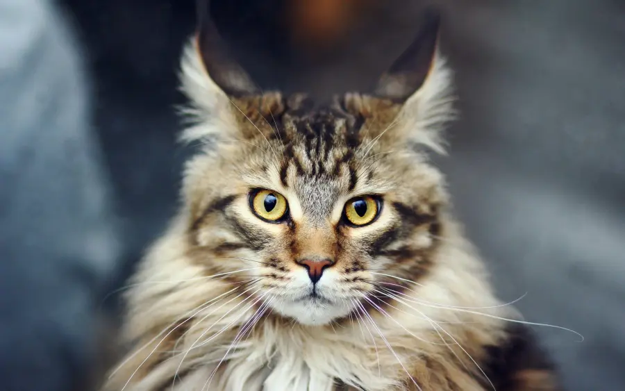 Gatto Maine Coon: carattere e prezzo