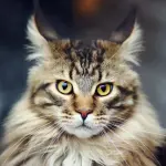 Gatto Maine Coon: carattere e prezzo