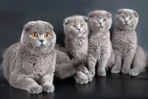 Gatto Scottish Fold: carattere e prezzo