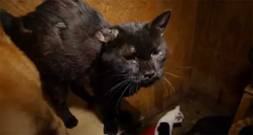 La storia di Orren, salvato da Animal Rescue