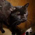 La storia di Orren, salvato da Animal Rescue