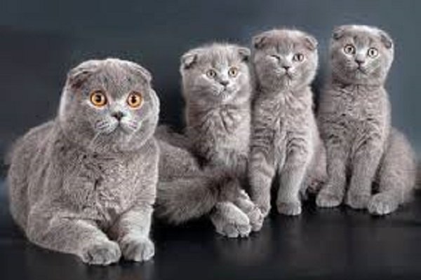Gatto Scottish Fold: carattere e prezzo