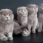 Gatto Scottish Fold: carattere e prezzo