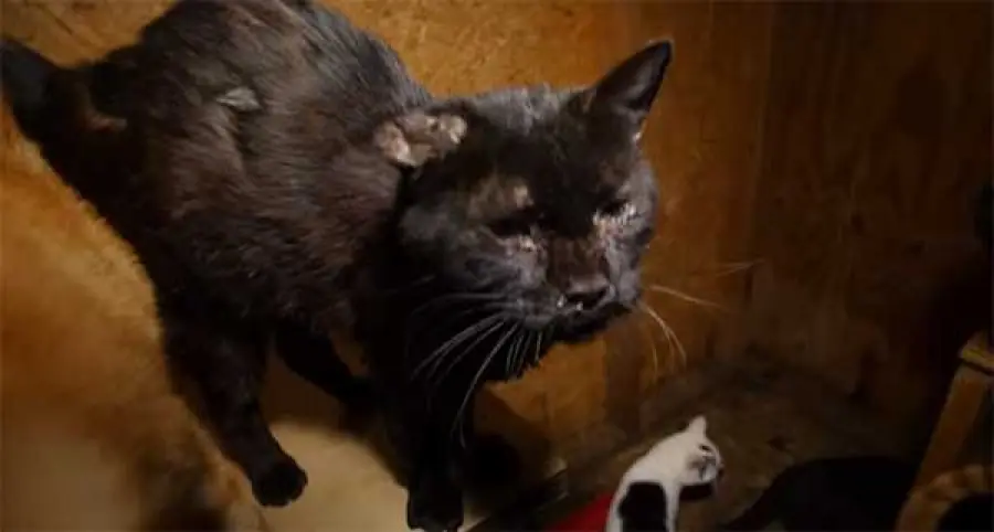 La storia di Orren, salvato da Animal Rescue