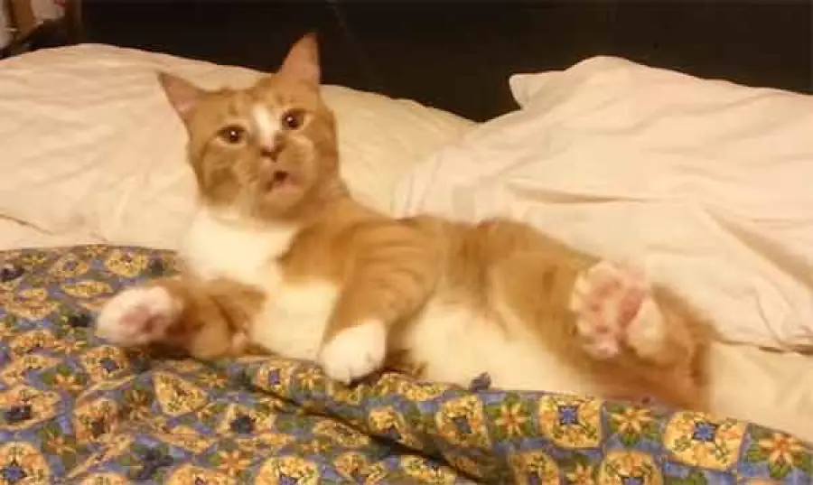 Attacco di starnuti, anche il vostro gatto reagisce così?