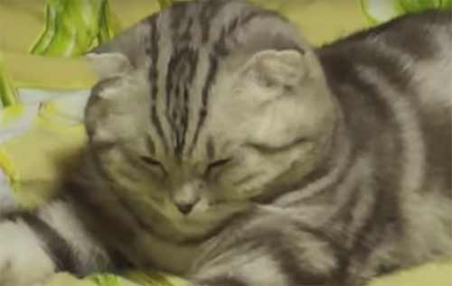 Il gatto che crolla dal sonno [Video]