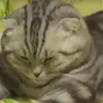 Il gatto che crolla dal sonno [Video]