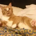 Attacco di starnuti, anche il vostro gatto reagisce così?